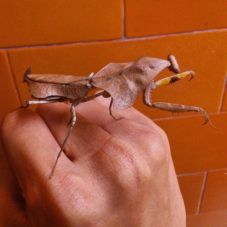 Jenis Hewan Peliharaan